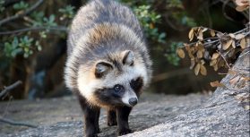 うん百億円の土木工事が中止寸前！現場全員が事情聴取された「ポンポコ事件」の真相