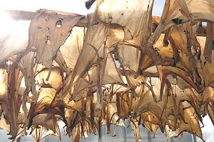 北斎もビックリ！重要文化財に使われた膠が住宅用にも使える！？