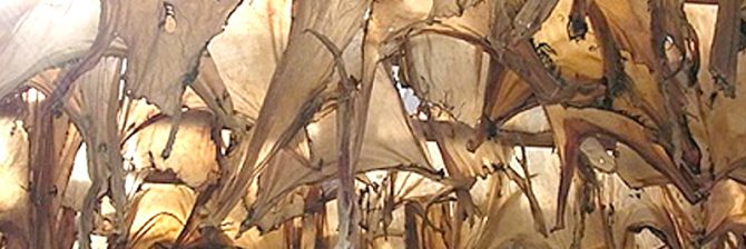 北斎もビックリ！重要文化財に使われた膠が住宅用にも使える！？