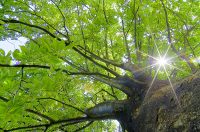 土木技術者は「強力な光のフォース」を放つ人が多い。視える社長が贈る!沈んだら樹木に話かけろ!