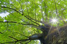 土木技術者は「強力な光のフォース」を放つ人が多い。視える社長が贈る！沈んだら樹木に話かけろ！