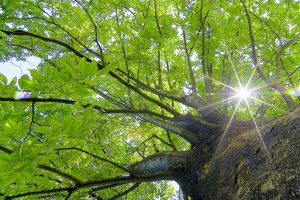 土木技術者は「強力な光のフォース」を放つ人が多い。視える社長が贈る！沈んだら樹木に話かけろ！