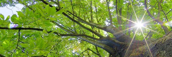 土木技術者は「強力な光のフォース」を放つ人が多い。視える社長が贈る！沈んだら樹木に話かけろ！