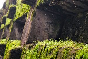 まるでラピュタ！ 苔とサビに覆われたロマンあふれる法面を発見！