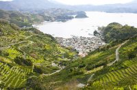 【石積みのある風景】~愛媛県西予市明浜町~