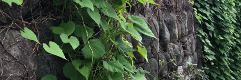 【崩壊注意】”こんな石積はヤバい”5選