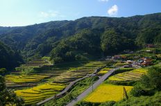 【石積みのある風景】~大井谷の棚田(島根県吉賀町)~