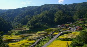 【石積みのある風景】～大井谷の棚田（島根県吉賀町）～