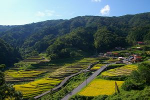 【石積みのある風景】~大井谷の棚田(島根県吉賀町)~