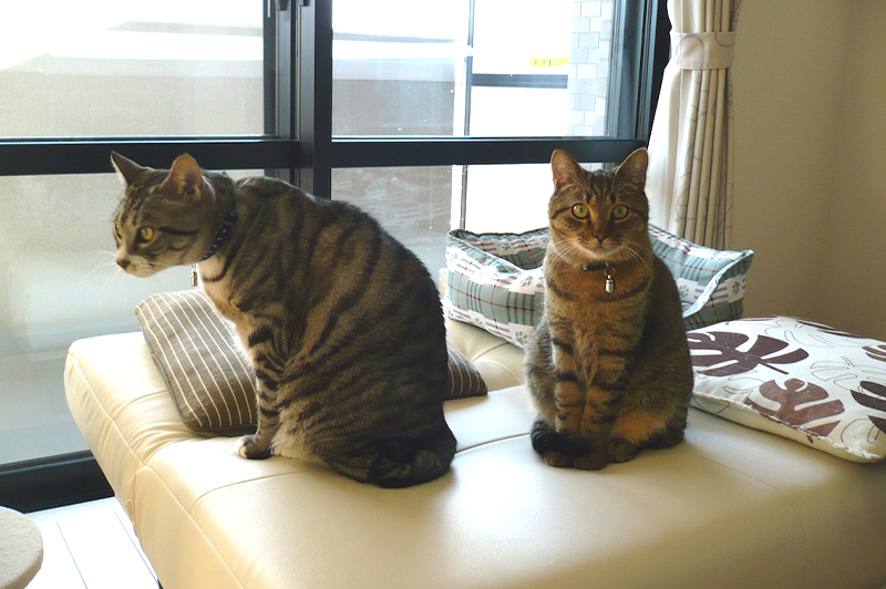 猫関連の仕事をするきっかけとなった一休くん(左)と海くん(右)