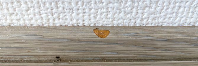 “満足を届けるための最後のお手伝い” キズ補修職人は魅力でいっぱい