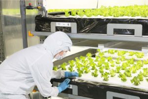 大気社がレタスを栽培する理由。空調技術を生かし、高品質な工場野菜の提供目指す