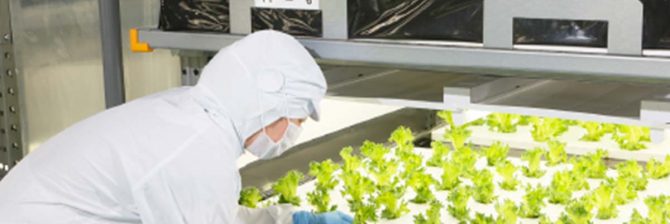 大気社がレタスを栽培する理由。空調技術を生かし、高品質な工場野菜の提供目指す