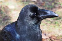 100切れ、逃げを取る、バチ、カラス…！？複雑すぎる建設業の専門用語