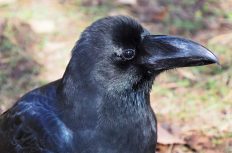 100切れ、逃げを取る、バチ、カラス…！？複雑すぎる建設業の専門用語