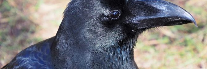 100切れ、逃げを取る、バチ、カラス…！？複雑すぎる建設業の専門用語