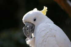 最終手段はオウム返し！嫌みったらしい職人を黙らせる方法