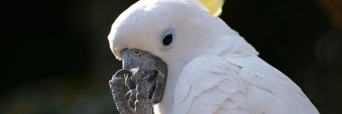 最終手段はオウム返し！嫌みったらしい職人を黙らせる方法